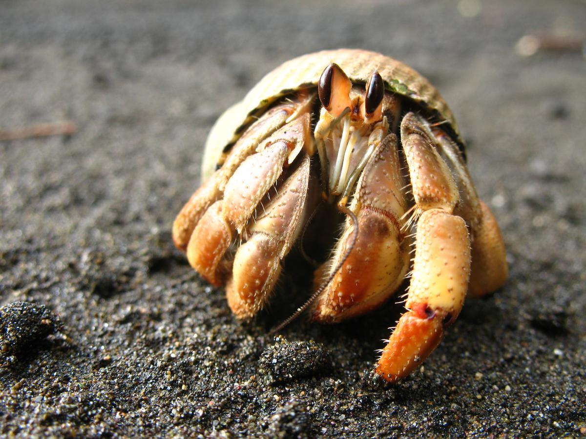 Mapara Crab Lodge 巴亚索拉诺 外观 照片